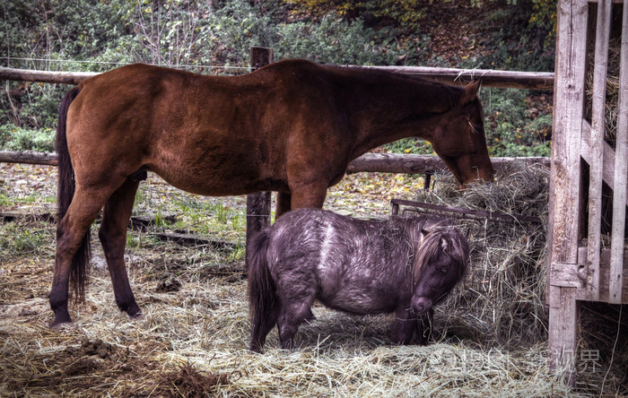 马和马小牛照片-正版商用图片1haw7h-摄图新视界