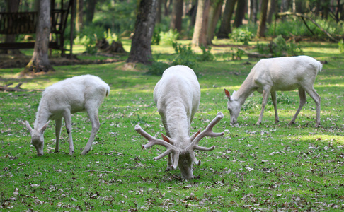 三个白色红鹿在森林里吃草