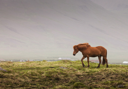 冰岛的红马