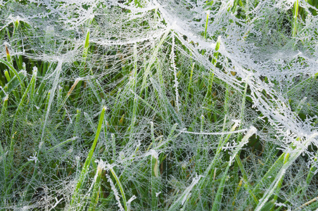 湿蜘蛛网在草