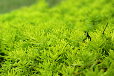 蕨类植物绿色的性质