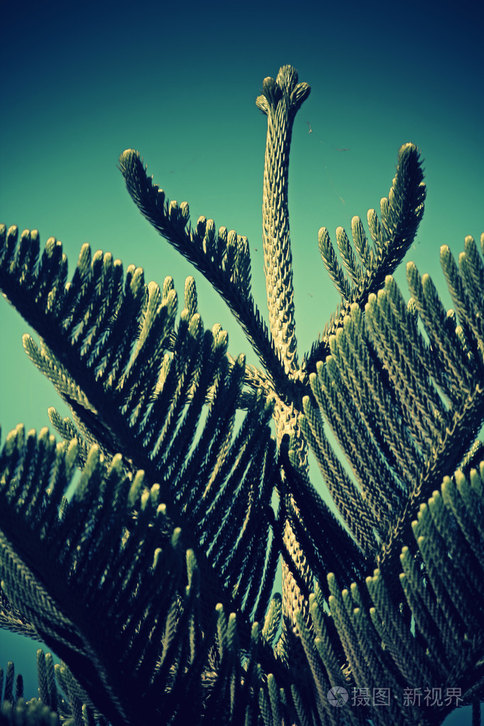 诺福克岛松分支细节