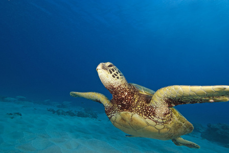 夏威夷海龟游泳在珊瑚礁