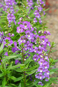 自然界中的紫色花