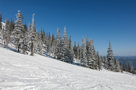 云杉森林雪冬山