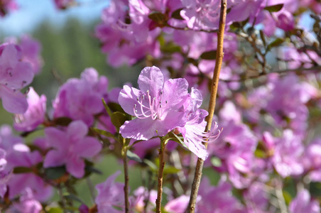 粉红色的花杜鹃花