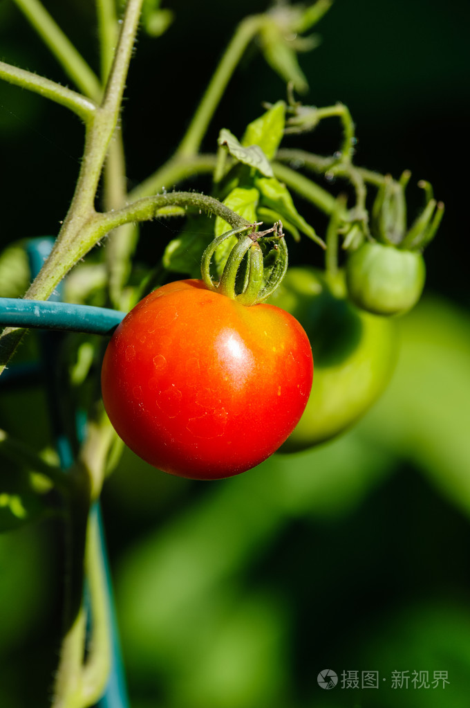 在葡萄藤上的红色成熟番茄