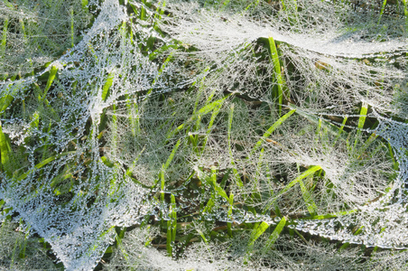 湿蜘蛛网在草