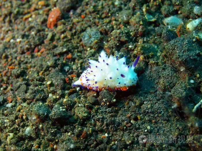 真正的海蛞蝓