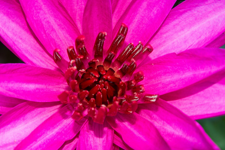 粉色荷花池塘作为花样式图片