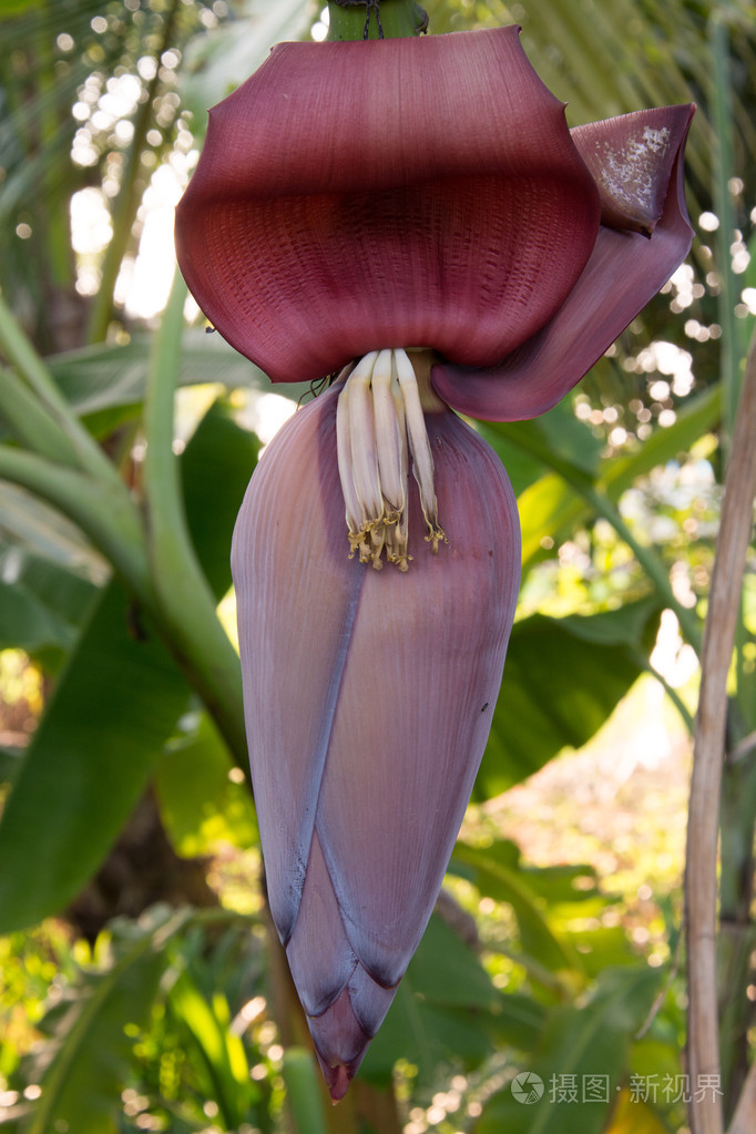 年轻的香蕉开花关闭
