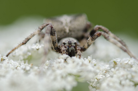 坐在一朵白花蜘蛛