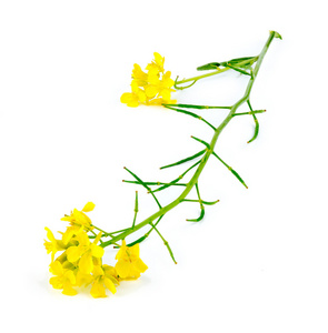 宏的天然野生黄芥末植物特写照片