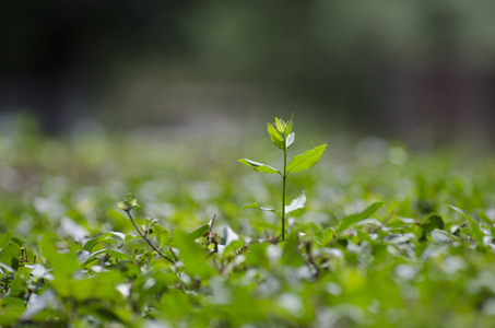 绿色栅栏植物的细节