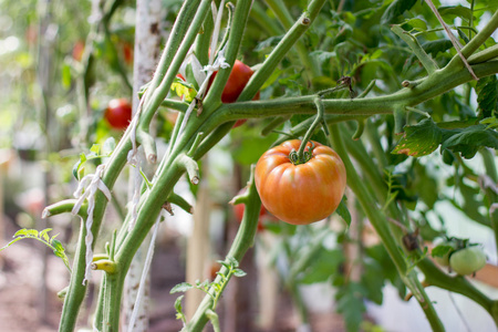 成熟的西红柿大棚