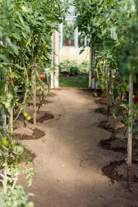 成熟的西红柿大棚