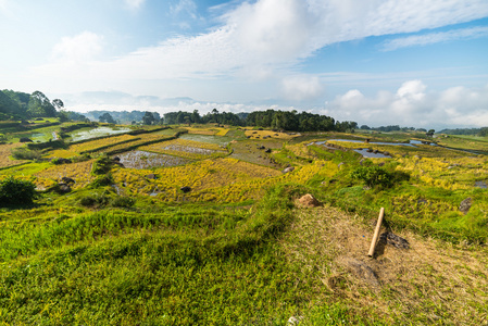 令人惊叹的稻田景观
