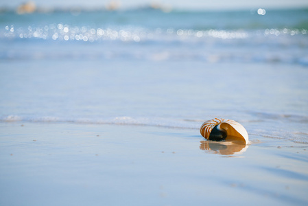 鹦鹉螺的壳白色佛罗里达州海滩上
