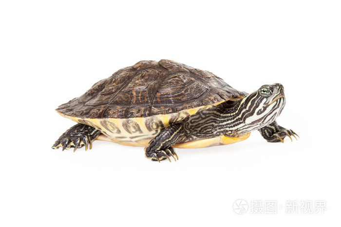 河库特龟侧视图