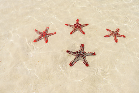 四个红色海星
