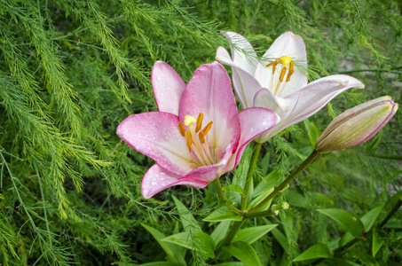 百合品种花