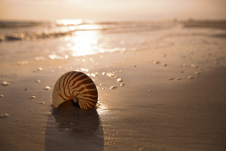 鹦鹉螺的壳海的海滩上