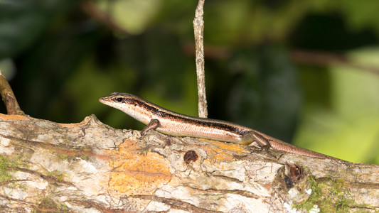 条纹的蜥蜴图片