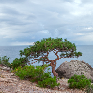 用石块和树木的海景