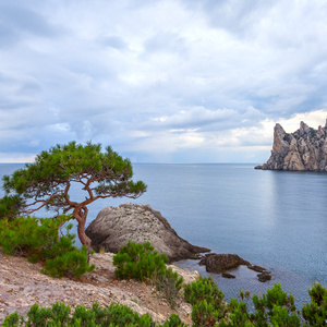 用石块和树木的海景