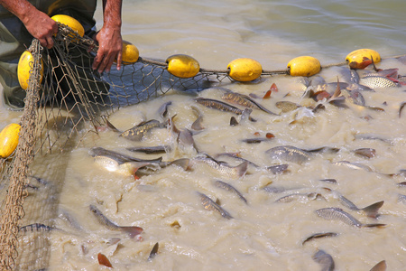 渔夫用网用网捕鱼照片