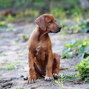 罗得西亚 ridgeback 小狗