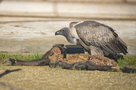 苍鹰鸟在绿色森林的草地上杀死了欧亚鹊.