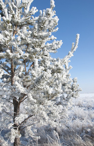 积雪覆盖的杉木树