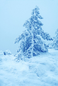 松树被雪覆盖