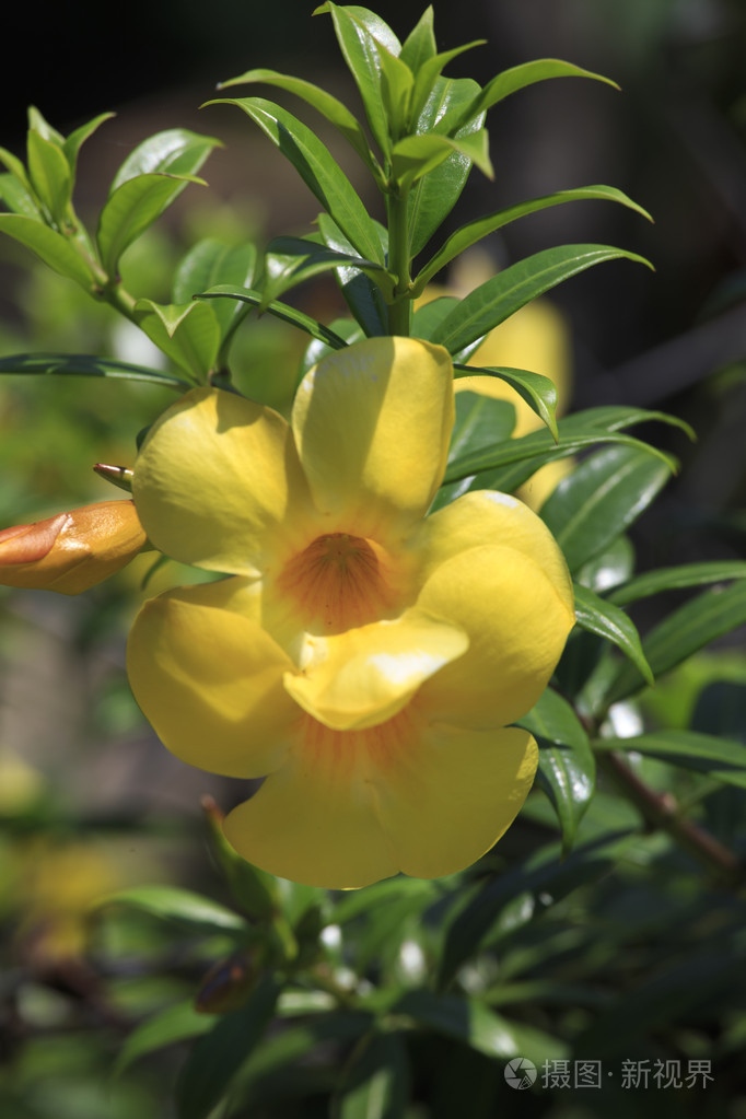 泰国的黄兰花