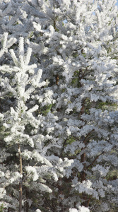 积雪覆盖的杉木树