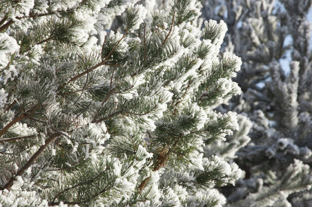 积雪覆盖的杉木树