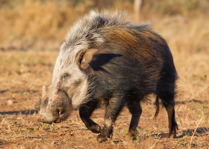 在白天，南非 Bushpig