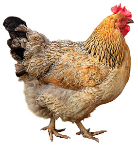 升学榜在白色背景上孤立的棕色母鸡照片