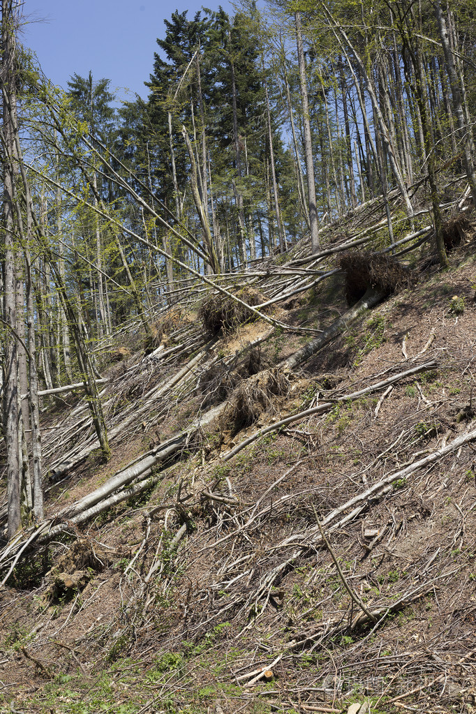 暴风雨后的森林