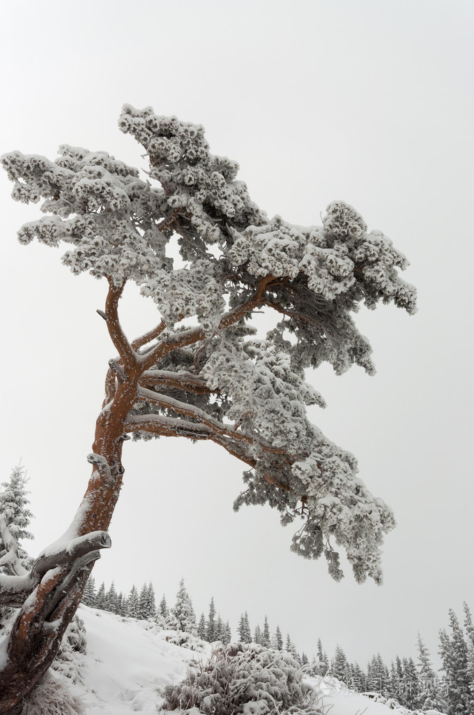 山雪松树