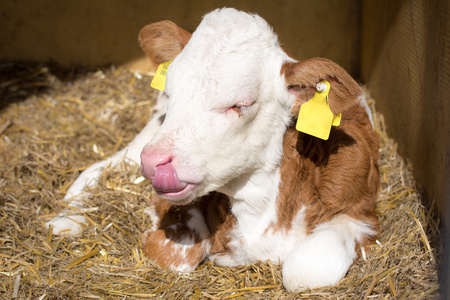 躺在稻草的初生牛犊照片