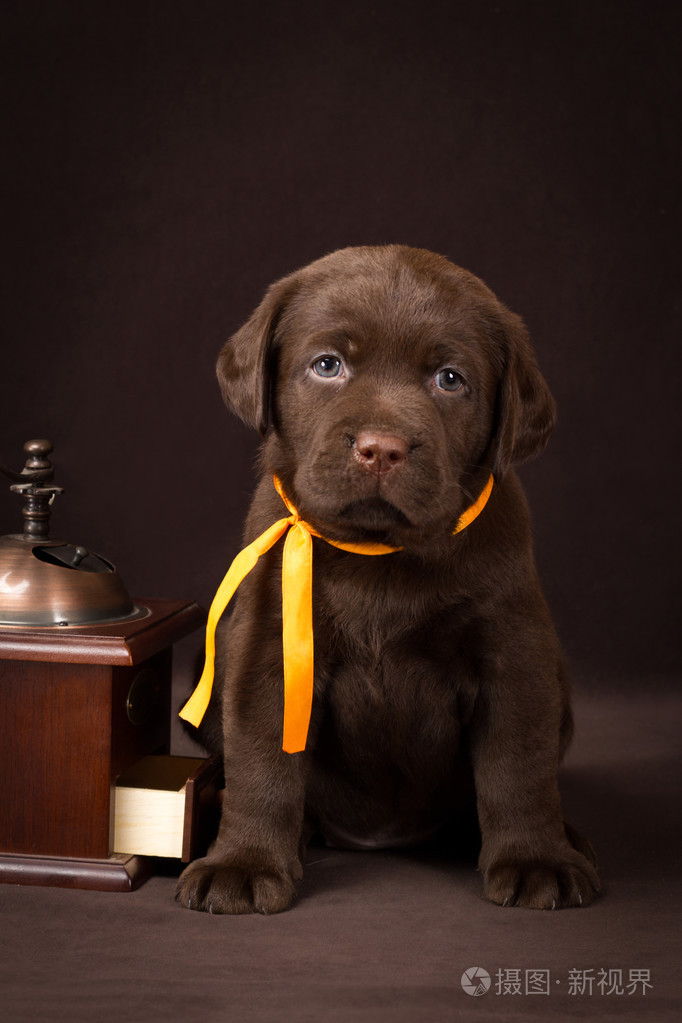 巧克力拉布拉多小狗坐在棕色背景附近木咖啡研磨器和期待着相机