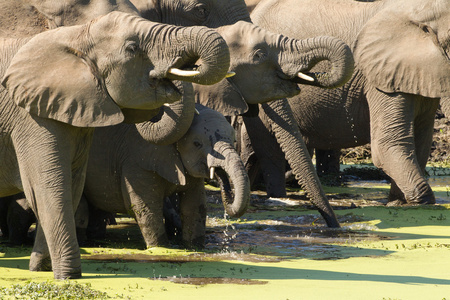 群非洲大象 象是 喝，南 A