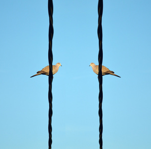 两只鸟在电线上图片