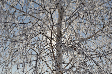 桦木满霜在阳光下
