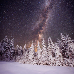 繁星点点的天空和树木在白霜