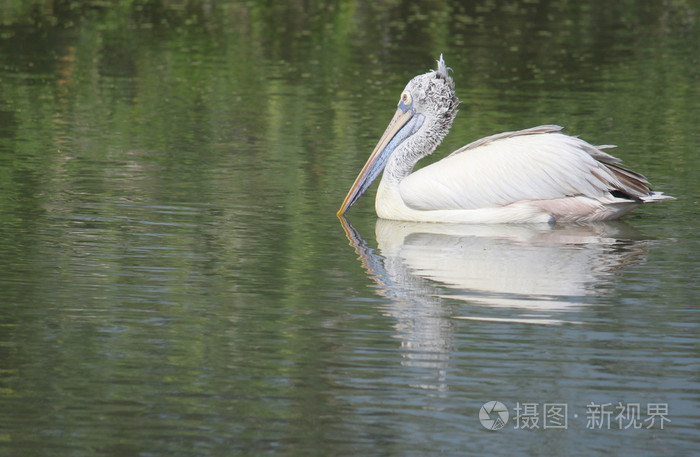 湖水在阳光明媚的日子，只在池塘里，大自然系列的鸟的鸟