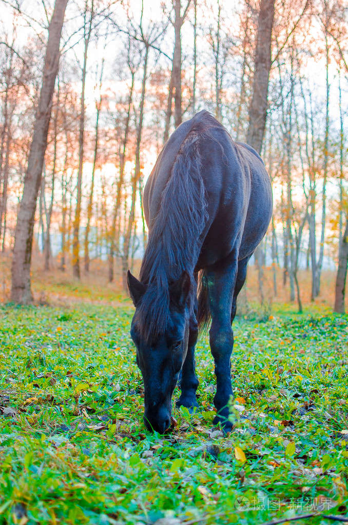 在森林里浅自由度重点在眼睛上吃草的马