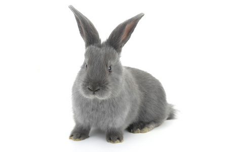 红裙灰兔子图片